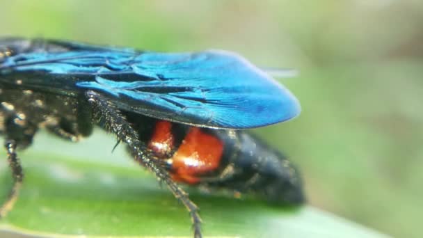 Scutelleridae是一个真正的昆虫家族 它们通常被称为宝石虫或金属盾牌虫 因为它们的颜色通常很鲜艳 — 图库视频影像