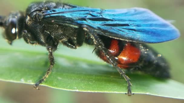 Scutelleridae Est Une Famille Insectes Ils Sont Communément Appelés Punaises — Video