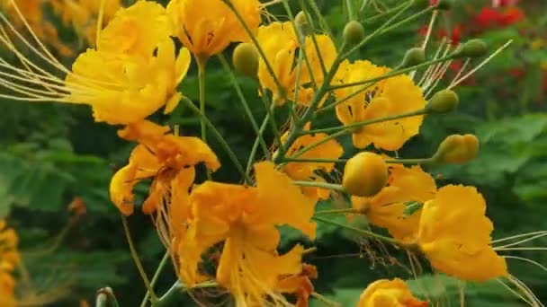 Kwitnąca Koniczyna Żółty Kwiat Łące Kwiaty Oświetlone Promieniami Słońca Piękna — Wideo stockowe