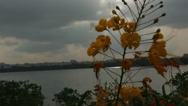 Virágzó Lóhere Sárga Virág Réten Napsugarak Által Megvilágított Virágok Gyönyörű — Stock videók