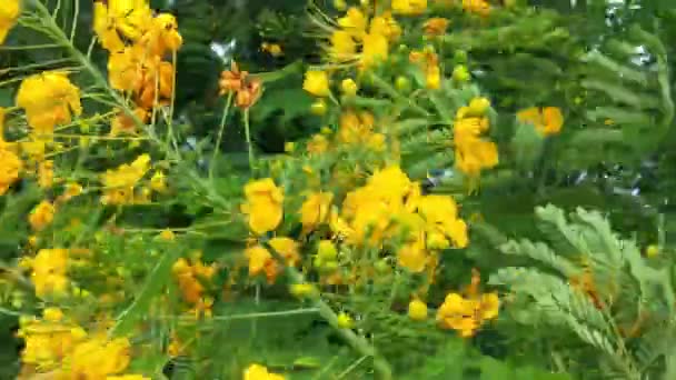 Trevo Florido Flor Amarela Prado Flores Iluminadas Por Raios Sol — Vídeo de Stock