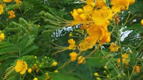 Bloeiende Klaver Gele Bloem Weide Bloemen Verlicht Door Zonnestralen Prachtige — Stockvideo