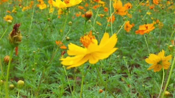 Bloeiende Klaver Gele Bloem Weide Bloemen Verlicht Door Zonnestralen Prachtige — Stockvideo