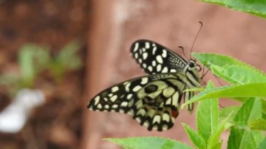 Yavaş çekim: Güzel kral kelebeği sarı çiçekler ve gün ışığında çayırların üzerinde uçuyor. Kelebek burdock sarı bir çiçekte nektar yer. Beslendikten sonra pembe çiçekten uçan siyah ve turuncu kelebek. Kelebek 