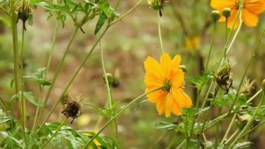 Yavaş çekim: Güzel kral kelebeği sarı çiçekler ve gün ışığında çayırların üzerinde uçuyor. Kelebek burdock sarı bir çiçekte nektar yer. Beslendikten sonra pembe çiçekten uçan siyah ve turuncu kelebek. Kelebek 