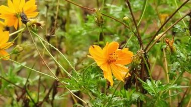 Yavaş çekim: Güzel kral kelebeği sarı çiçekler ve gün ışığında çayırların üzerinde uçuyor. Kelebek burdock sarı bir çiçekte nektar yer. Beslendikten sonra pembe çiçekten uçan siyah ve turuncu kelebek. Kelebek 
