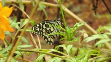 Yavaş çekim: Güzel kral kelebeği sarı çiçekler ve gün ışığında çayırların üzerinde uçuyor. Kelebek burdock sarı bir çiçekte nektar yer. Beslendikten sonra pembe çiçekten uçan siyah ve turuncu kelebek. Kelebek 