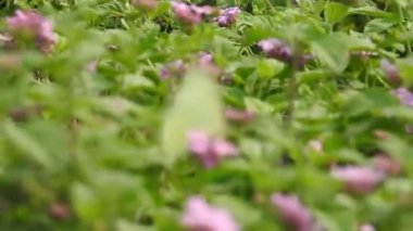 Yavaş çekim: Güzel kral kelebeği sarı çiçekler ve gün ışığında çayırların üzerinde uçuyor. Kelebek burdock sarı bir çiçekte nektar yer. Beslendikten sonra pembe çiçekten uçan siyah ve turuncu kelebek. Kelebek 