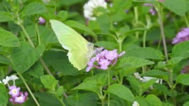 Yavaş çekim: Güzel kral kelebeği sarı çiçekler ve gün ışığında çayırların üzerinde uçuyor. Kelebek burdock sarı bir çiçekte nektar yer. Beslendikten sonra pembe çiçekten uçan siyah ve turuncu kelebek. Kelebek 