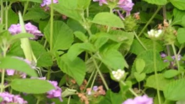 Yavaş çekim: Güzel kral kelebeği sarı çiçekler ve gün ışığında çayırların üzerinde uçuyor. Kelebek burdock sarı bir çiçekte nektar yer. Beslendikten sonra pembe çiçekten uçan siyah ve turuncu kelebek. Kelebek 