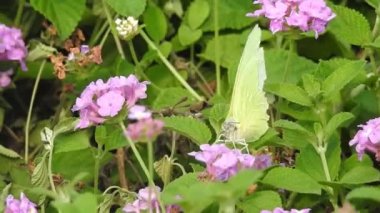 Yavaş çekim: Güzel kral kelebeği sarı çiçekler ve gün ışığında çayırların üzerinde uçuyor. Kelebek burdock sarı bir çiçekte nektar yer. Beslendikten sonra pembe çiçekten uçan siyah ve turuncu kelebek. Kelebek 
