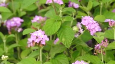 Yavaş çekim: Güzel kral kelebeği sarı çiçekler ve gün ışığında çayırların üzerinde uçuyor. Kelebek burdock sarı bir çiçekte nektar yer. Beslendikten sonra pembe çiçekten uçan siyah ve turuncu kelebek. Kelebek 