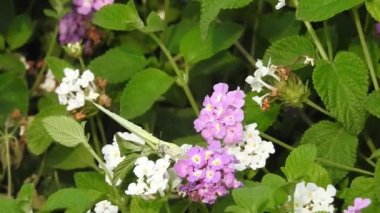 Yavaş çekim: Güzel kral kelebeği sarı çiçekler ve gün ışığında çayırların üzerinde uçuyor. Tropik egzotik kral kelebeği kırmızı çiçeklerle besleniyor. Bahar cenneti, yemyeşil doğal arka plan. Çiçekteki kral kelebeği