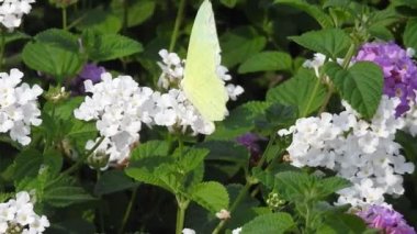 Yavaş çekim: Güzel kral kelebeği sarı çiçekler ve gün ışığında çayırların üzerinde uçuyor. Tropik egzotik kral kelebeği kırmızı çiçeklerle besleniyor. Bahar cenneti, yemyeşil doğal arka plan. Çiçekteki kral kelebeği