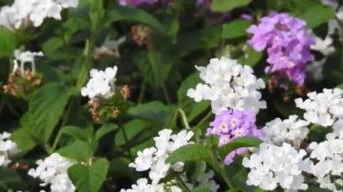 Yavaş çekim: Güzel kral kelebeği sarı çiçekler ve gün ışığında çayırların üzerinde uçuyor. Tropik egzotik kral kelebeği kırmızı çiçeklerle besleniyor. Bahar cenneti, yemyeşil doğal arka plan. Çiçekteki kral kelebeği