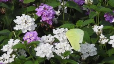 Yavaş çekim: Güzel kral kelebeği sarı çiçekler ve gün ışığında çayırların üzerinde uçuyor. Tropik egzotik kral kelebeği kırmızı çiçeklerle besleniyor. Bahar cenneti, yemyeşil doğal arka plan. Çiçekteki kral kelebeği