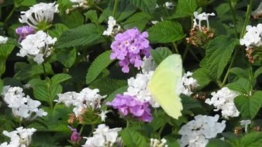 Yavaş çekim: Güzel kral kelebeği sarı çiçekler ve gün ışığında çayırların üzerinde uçuyor. Tropik egzotik kral kelebeği kırmızı çiçeklerle besleniyor. Bahar cenneti, yemyeşil doğal arka plan. Çiçekteki kral kelebeği