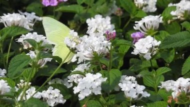 Yavaş çekim: Güzel kral kelebeği sarı çiçekler ve gün ışığında çayırların üzerinde uçuyor. Tropik egzotik kral kelebeği kırmızı çiçeklerle besleniyor. Bahar cenneti, yemyeşil doğal arka plan. Çiçekteki kral kelebeği
