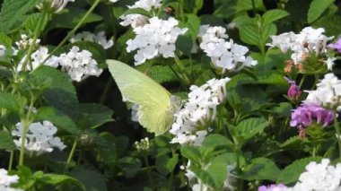 Yavaş çekim: Güzel kral kelebeği sarı çiçekler ve gün ışığında çayırların üzerinde uçuyor. Tropik egzotik kral kelebeği kırmızı çiçeklerle besleniyor. Bahar cenneti, yemyeşil doğal arka plan. Çiçekteki kral kelebeği