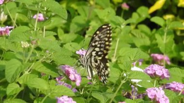 Yavaş çekim: Güzel kral kelebeği sarı çiçekler ve gün ışığında çayırların üzerinde uçuyor. Tropik egzotik kral kelebeği kırmızı çiçeklerle besleniyor. Bahar cenneti, yemyeşil doğal arka plan. Çiçekteki kral kelebeği