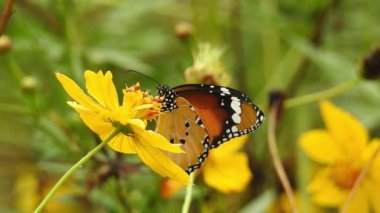 Yavaş çekim: Güzel kral kelebeği sarı çiçekler ve gün ışığında çayırların üzerinde uçuyor. Tropik egzotik kral kelebeği kırmızı çiçeklerle besleniyor. Bahar cenneti, yemyeşil doğal arka plan. Çiçekteki kral kelebeği