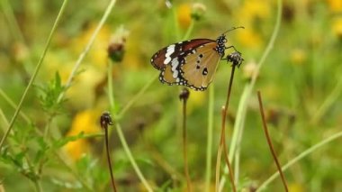 Yavaş çekim güzel mavi ipek morpho kelebeği papatya çiçeğinin kanatlarını açıyor. Kelebek uçuşu konsepti. Ağır çekim kelebek gündüz vakti beyaz çiçeği yakalıyor. Bu kelebek çok güzel turuncu siyah renkli kanatları var. Taze ve güzel yeşil 