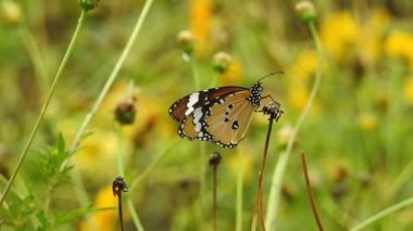 Yavaş çekim güzel mavi ipek morpho kelebeği papatya çiçeğinin kanatlarını açıyor. Kelebek uçuşu konsepti. Ağır çekim kelebek gündüz vakti beyaz çiçeği yakalıyor. Bu kelebek çok güzel turuncu siyah renkli kanatları var. Taze ve güzel yeşil 