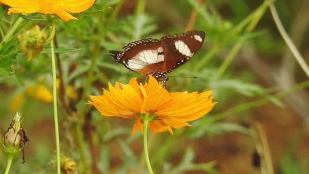 スローモーションクローズアップ 美しい君主蝶は太陽の下で黄色の花や草原の上を飛んでいます 蝶のごぼうは黄色い花に蜜を食べる 餌をやるとピンク色の花から黒い蝶とオレンジ色の蝶が飛んでいきます — ストック動画