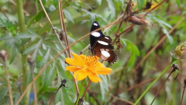 慢动作特写 美丽的帝王蝴蝶在黄色的花朵和草原上 在阳光下飞翔 蝴蝶在黄花上吃花蜜 黑色和橙色蝴蝶觅食后从粉红的花朵上飞走 — 图库视频影像
