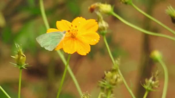 Slow Motion Close Beautiful Monarch Butterfly Flying Yellow Flowers Grassland — Stock Video