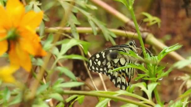 Primo Piano Rallentatore Bellissima Farfalla Monarca Vola Sopra Fiori Gialli — Video Stock