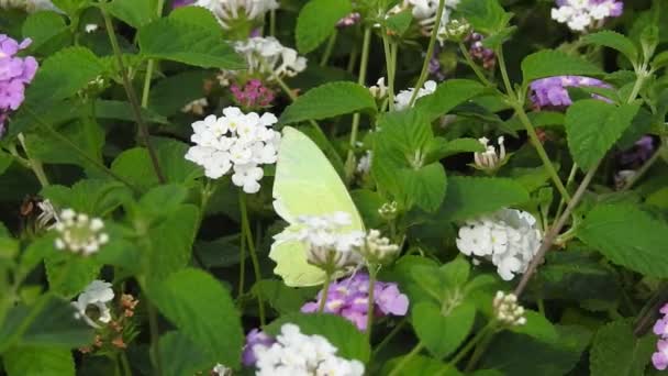 Slow Motion Close Prachtige Monarchvlinder Vliegt Boven Gele Bloemen Grasland — Stockvideo