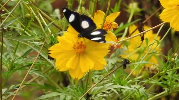 Медленный Крупный План Красивая Бабочка Монарх Летит Над Жёлтыми Цветами — стоковое видео