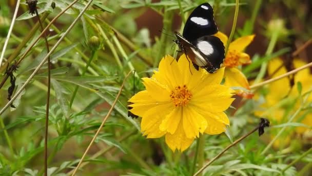 Spowolnione Zbliżenie Piękny Motyl Monarcha Leci Nad Żółtymi Kwiatami Pastwiskami — Wideo stockowe