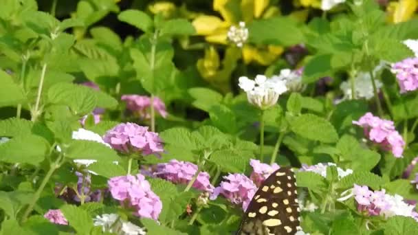 Slow Motion Närbild Vacker Monark Fjäril Flyger Över Gula Blommor — Stockvideo