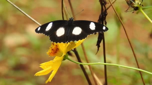 スローモーションクローズアップ 美しい君主蝶は太陽の下で黄色の花や草原の上を飛んでいます 熱帯エキゾチックなモナーク蝶の赤い花に給餌 春の楽園 緑豊かな葉の自然背景 花の上のモナーク蝶 — ストック動画