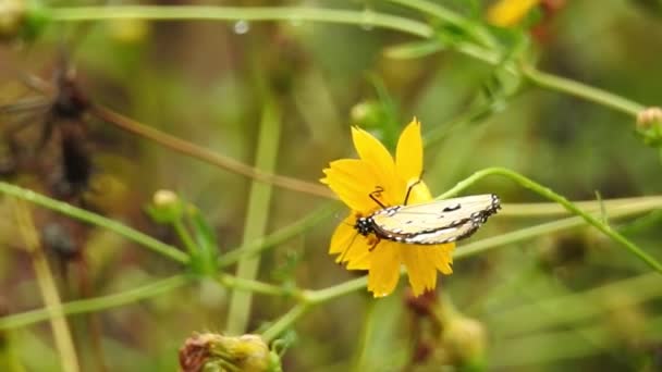 Zeitlupe Großaufnahme Schöner Monarchfalter Fliegt Sonnenschein Über Gelbe Blumen Und — Stockvideo