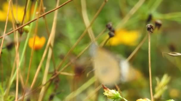 Pomalý Záběr Zblízka Krásný Motýl Monarcha Létá Nad Žlutými Květy — Stock video