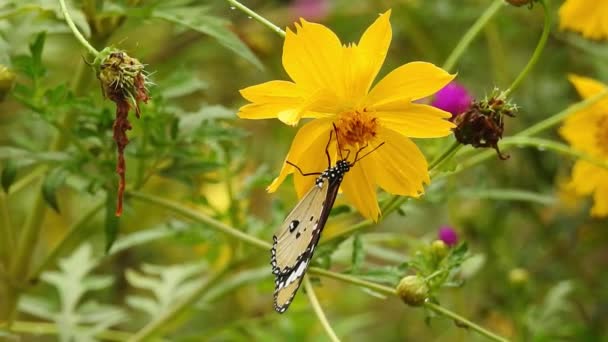 Медленный Крупный План Красивая Бабочка Монарх Летит Над Жёлтыми Цветами — стоковое видео