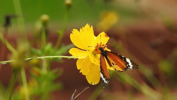 Gros Plan Ralenti Beau Papillon Monarque Vole Dessus Des Fleurs — Video
