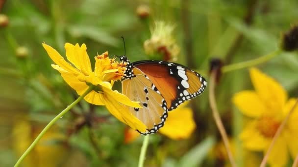 Gros Plan Ralenti Beau Papillon Monarque Vole Dessus Des Fleurs — Video