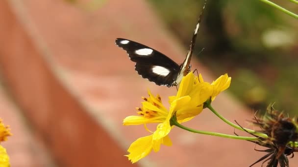 Primer Plano Cámara Lenta Hermosa Mariposa Monarca Está Volando Sobre — Vídeos de Stock