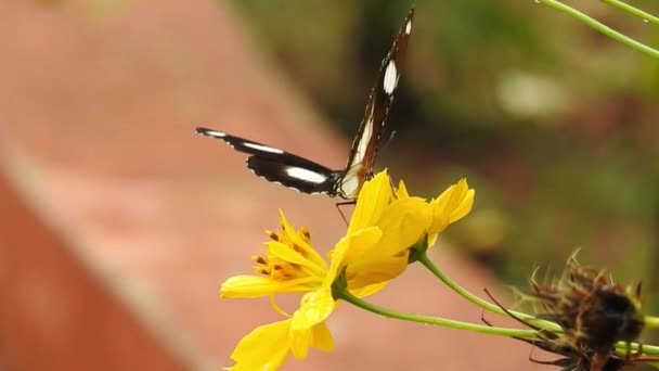 Slow Motion Närbild Vacker Monark Fjäril Flyger Över Gula Blommor — Stockvideo