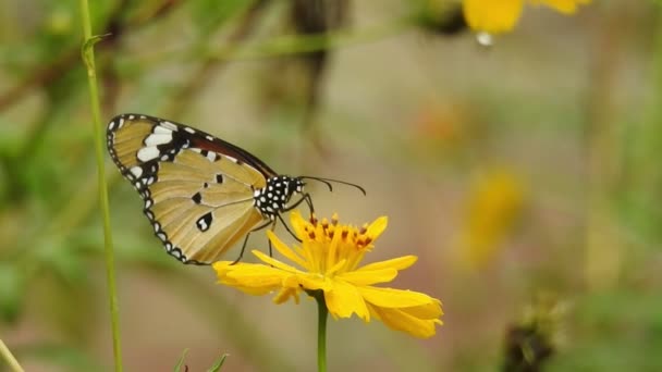 スローモーションクローズアップ 美しい君主蝶は太陽の下で黄色の花や草原の上を飛んでいます 熱帯エキゾチックなモナーク蝶の赤い花に給餌 春の楽園 緑豊かな葉の自然背景 花の上のモナーク蝶 — ストック動画