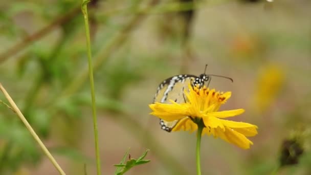 Lassú Mozgás Közelkép Gyönyörű Uralkodó Pillangó Repül Felett Sárga Virágok — Stock videók