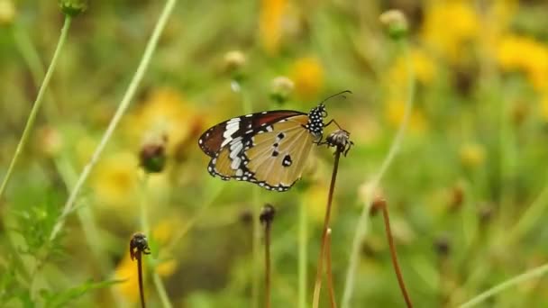 Yavaş Çekim Güzel Mavi Ipek Morpho Kelebeği Papatya Çiçeğinin Kanatlarını — Stok video