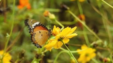 Yavaş çekim güzel mavi ipek morpho kelebeği papatya çiçeğinin kanatlarını açıyor. Kelebek uçuşu konsepti. Ağır çekim kelebek gündüz vakti beyaz çiçeği yakalıyor. Bu kelebek çok güzel turuncu siyah renkli kanatları var. Taze ve güzel yeşil 