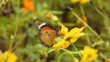 Yavaş çekim güzel mavi ipek morpho kelebeği papatya çiçeğinin kanatlarını açıyor. Kelebek uçuşu konsepti. Ağır çekim kelebek gündüz vakti beyaz çiçeği yakalıyor. Bu kelebek çok güzel turuncu siyah renkli kanatları var. Taze ve güzel yeşil 