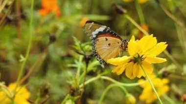 Yavaş çekim güzel mavi ipek morpho kelebeği papatya çiçeğinin kanatlarını açıyor. Kelebek uçuşu konsepti. Ağır çekim kelebek gündüz vakti beyaz çiçeği yakalıyor. Bu kelebek çok güzel turuncu siyah renkli kanatları var. Taze ve güzel yeşil 