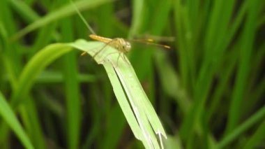 Bir yusufçuk sarı bir çiçeğin üzerine tünemiştir. Yeşil asmalı küçük yusufçuk Enallagma cyathigerum. Çayır çiçeğinin üzerindeki mavi yusufçuk. Büyük gözlü yusufçuk bir tarla bitkisinin beyaz çiçeğinin üzerinde oturur. Doğal bulanık yeşil arkaplan. 